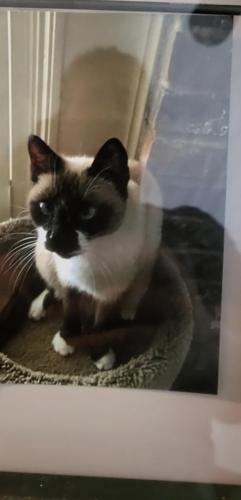 Lost Male Cat last seen Colwyn & Phillipine, Jersey Village, TX 77040
