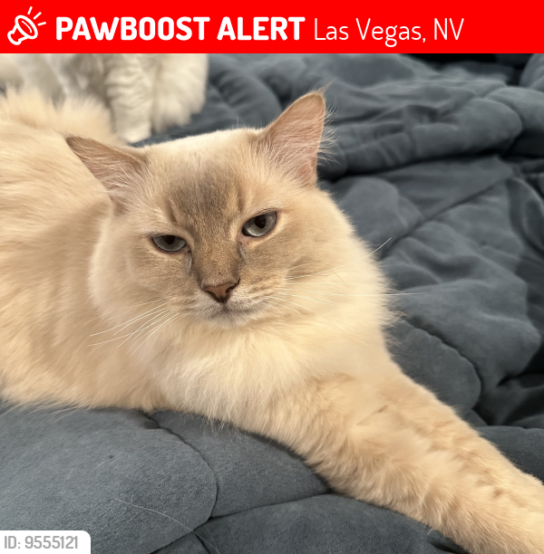 Lost Male Cat last seen Lake mead Blvd and 215, Las Vegas, NV 89138