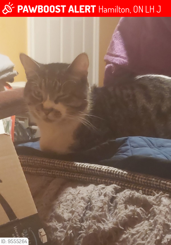 Lost Male Cat last seen Kenilworth Ave and Grenfell st , Hamilton, ON L8H 3J9
