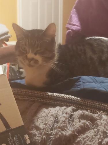 Lost Male Cat last seen Kenilworth Ave and Grenfell st , Hamilton, ON L8H 3J9