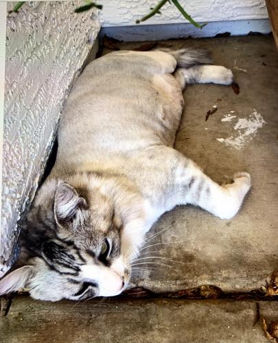 Lost Male Cat last seen at , Scottsdale, AZ 85254