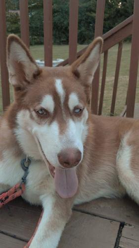 Lost Male Dog last seen Stone moutain Rays Road , Stone Mountain, GA 30083