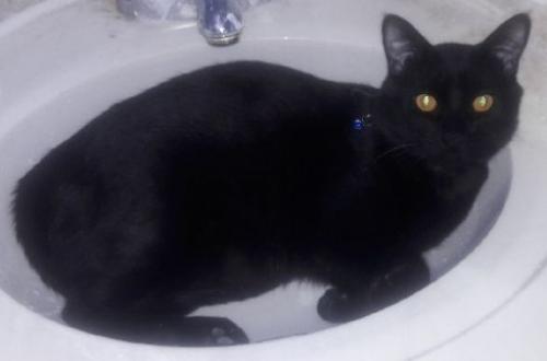 Lost Male Cat last seen Oakwood Avenue and Grant Street, Downers Grove, IL, Downers Grove, IL 60515