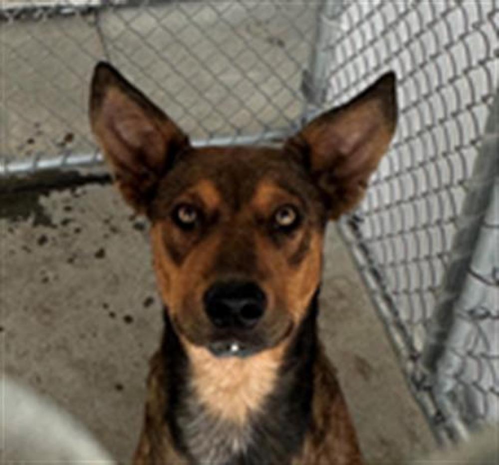 Shelter Stray Male Dog last seen Near BLOCK BERNARD ST, BAKERSFIELD CA 93306, Bakersfield, CA 93308