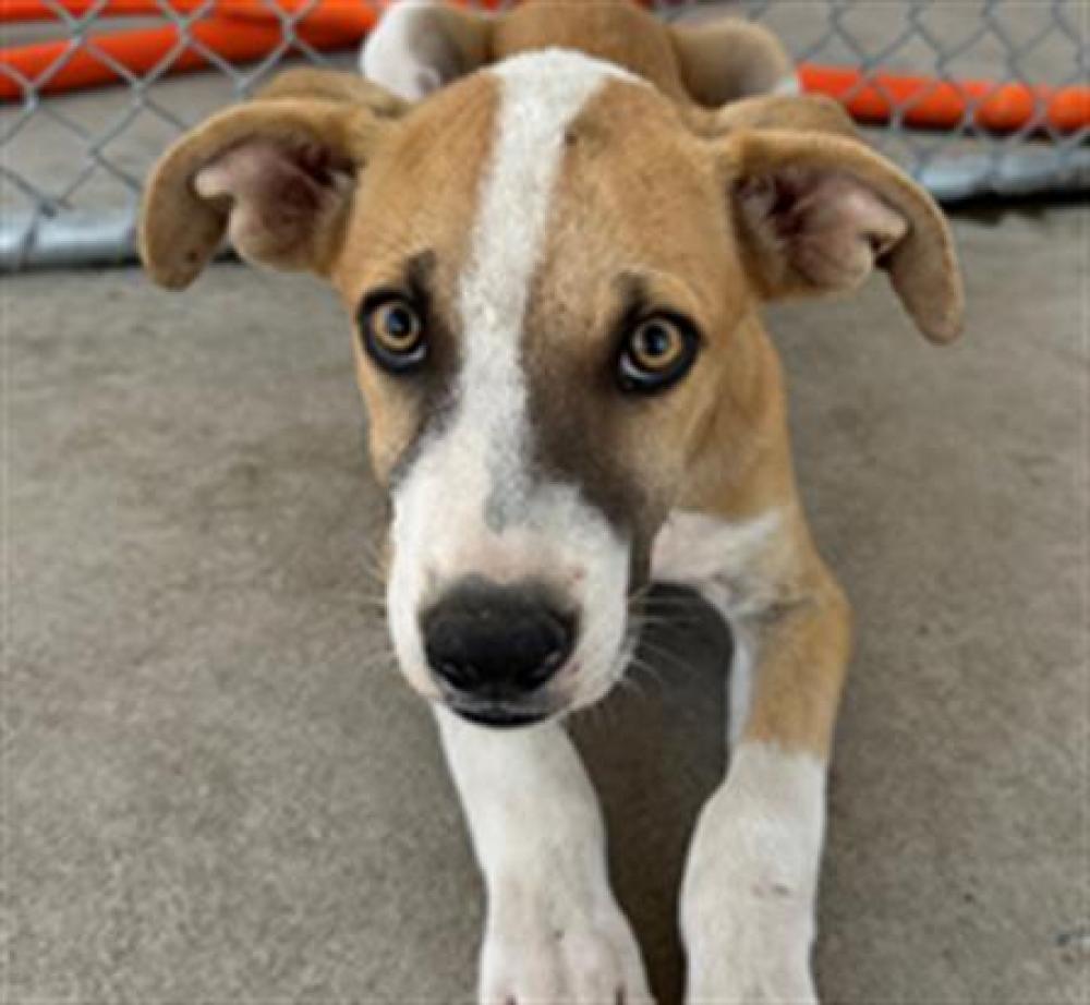 Shelter Stray Male Dog last seen Near BLOCK KENTUCKY ST, BAKERSFIELD CA 93306, Bakersfield, CA 93308