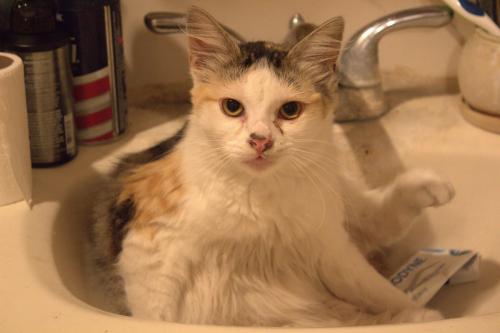 Lost Female Cat last seen Leahy Avenue , Bellflower, CA 90706