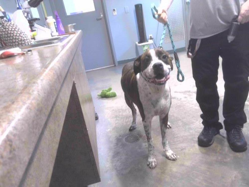 Shelter Stray Male Dog last seen Near BLOCK FRED GEORGE RD, TALLAHASSEE FL 32303, Tallahassee, FL 32311