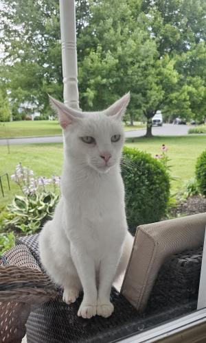 Lost Male Cat last seen Middle Creek state and Pinehurst way , Gilbertsville, PA 19525
