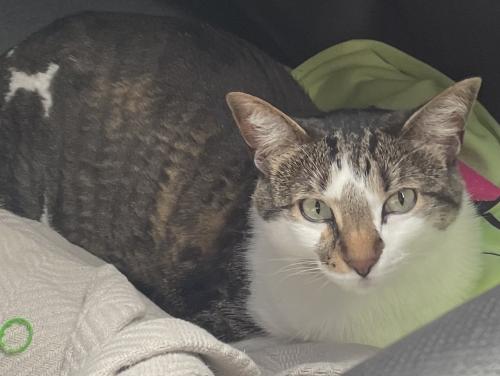 Lost Female Cat last seen South 20th and Howard by Wilson Park, Milwaukee, WI 53221