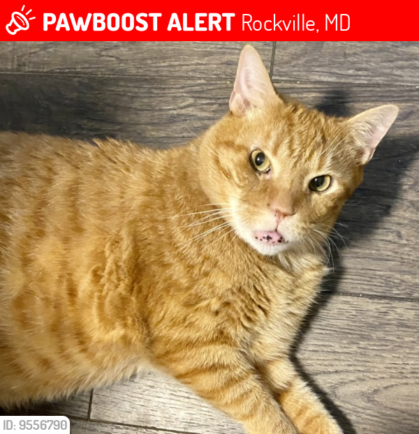 Lost Male Cat last seen Dew Wood Drive and Mill Creek Drive, Rockville, MD 20855