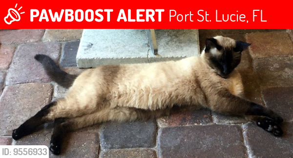 Lost Male Cat last seen Cooper Lane and Inwood Ave, Port St. Lucie, FL 34984