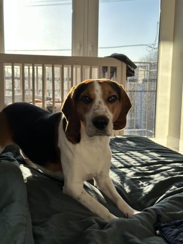Lost Male Dog last seen Belmont and N Karlov St , Chicago, IL 60641
