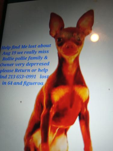 Lost Male Dog last seen Near and Figueroa Highland park, Los Angeles, CA 90042