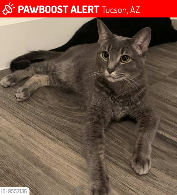 Lost Female Cat last seen Walnut Blvd/ Bellevue St (speedway/alvernon), Tucson, AZ 85712