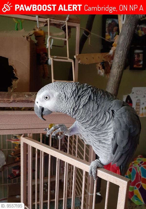 Lost Male Bird last seen Christopher and meyers rd, Cambridge, ON N1P 1A2