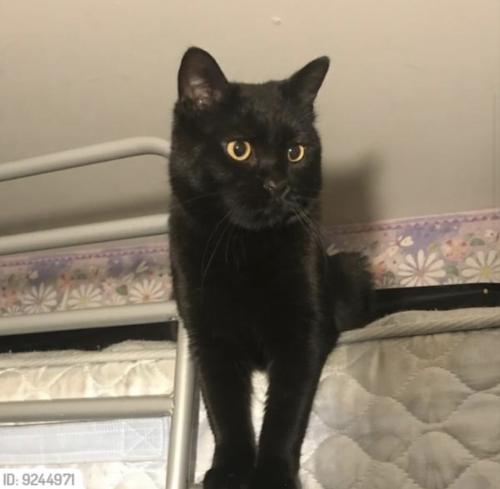 Lost Male Cat last seen 89th and Clarke , Wauwatosa, WI 53226