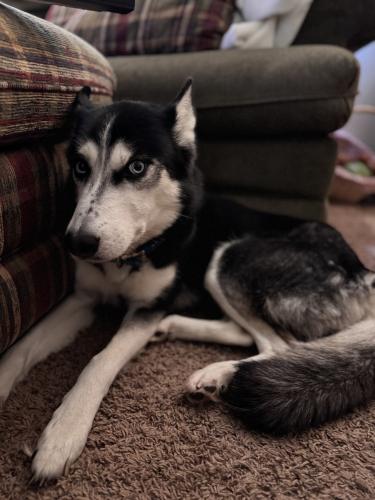 Lost Female Dog last seen Between Harlem and Windsor off of Alpine, Loves Park, IL 61111