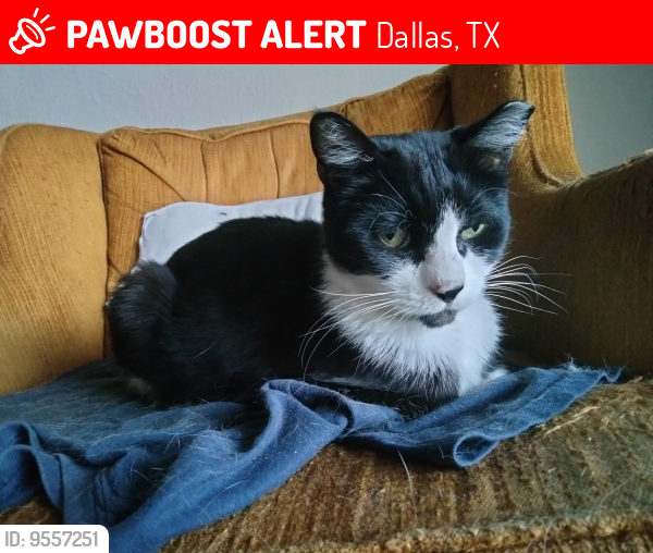 Lost Male Cat last seen Seville apmt, 10651 Steppington Dr., Dallas, TX 75230, Dallas, TX 75230