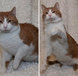 Lost Male Cat last seen approx 1-1/2 miles from Hwy 61 bypass, Keokuk, IA 52632