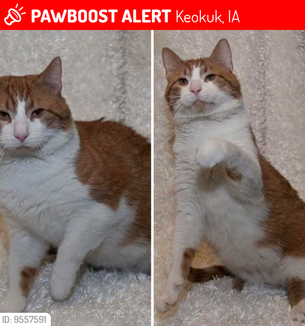 Lost Male Cat last seen approx 1-1/2 miles from Hwy 61 bypass, Keokuk, IA 52632