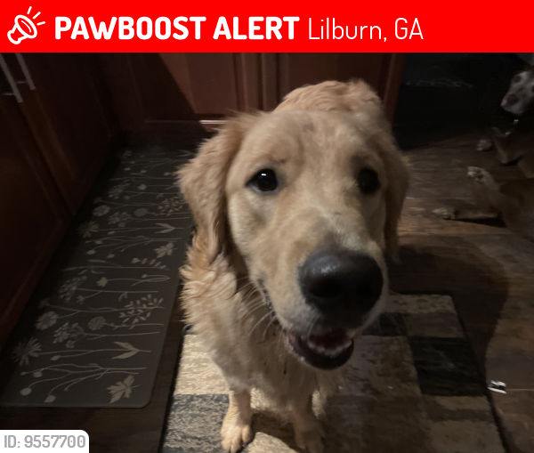 Lost Male Dog last seen Old town lilburn , Lilburn, GA 30047