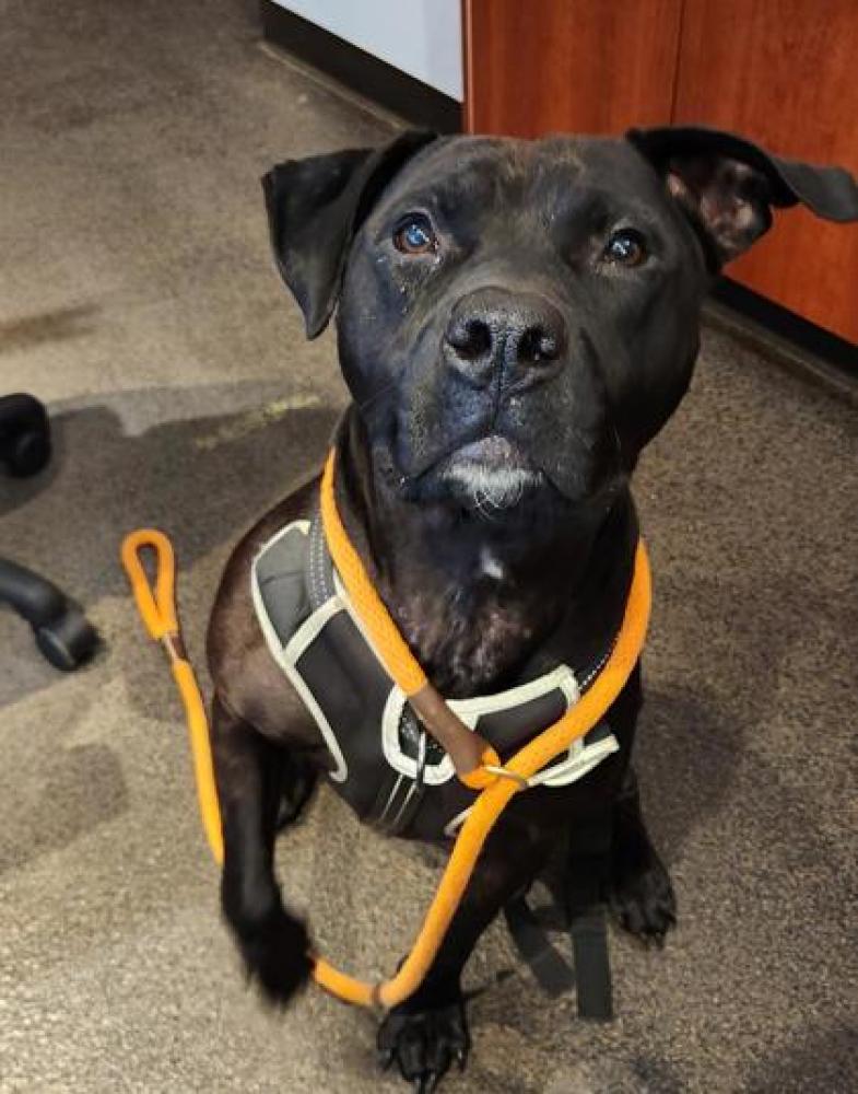 Shelter Stray Male Dog last seen Seattle, WA 98119, Seattle, WA 98119