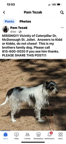 Lost Male Dog last seen Caterpillar and midland, Joliet, IL 60435