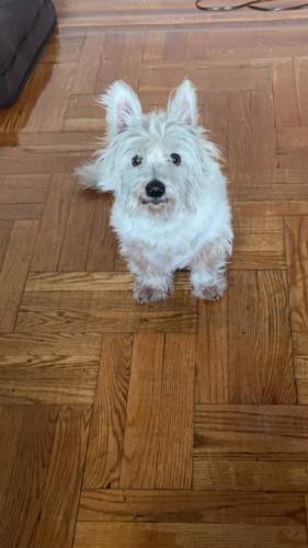 Lost Male Dog last seen clarendon rd between 34th and 35th , Brooklyn, NY 11203