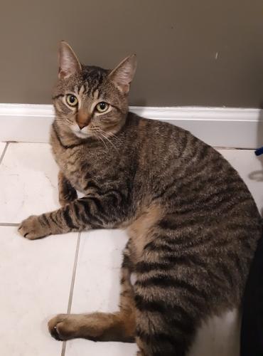 Lost Male Cat last seen Near Valley Field Road South, Sandy Hook CT, Newtown, CT 06482