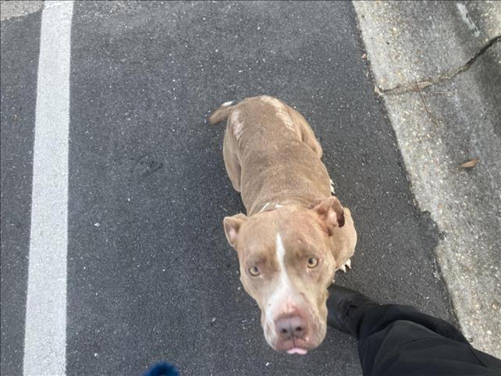 Shelter Stray Female Dog last seen Near BLOCK HOLTON ST, TALLAHASSEE FL 32310, Tallahassee, FL 32311