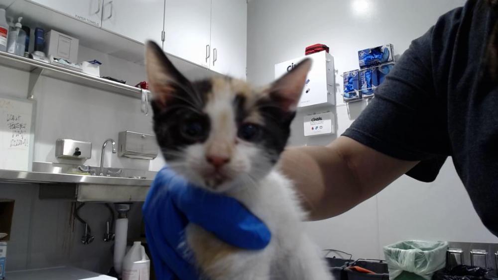 Shelter Stray Female Cat last seen VIENNA/SILVER, San Francisco, CA 94103