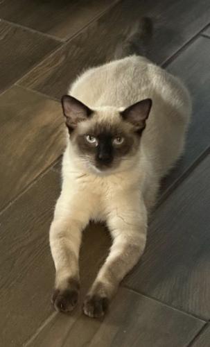 Lost Male Cat last seen N Red Mountain and N Boulder Canyon, Mesa, AZ 85207