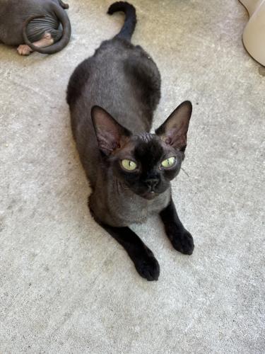 Lost Female Cat last seen Spring Cypress @ chaseloch, Spring, TX 77379