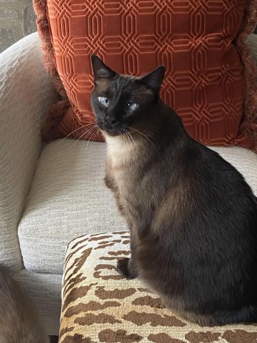 Lost Male Cat last seen Near South Woodland Road, Pepper Pike, OH 44124