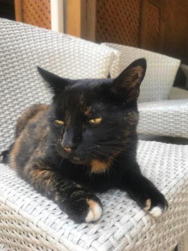 Lost Female Cat last seen 234/Minnieville/Spriggs Woods back up to Holly Forest and Passage Creek, Woodbridge, VA 22193