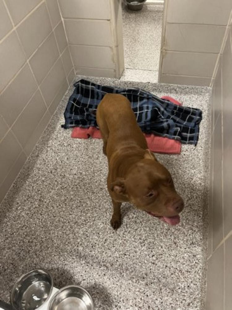 Shelter Stray Male Dog last seen Belmont, NC 28012, Gastonia, NC 28052
