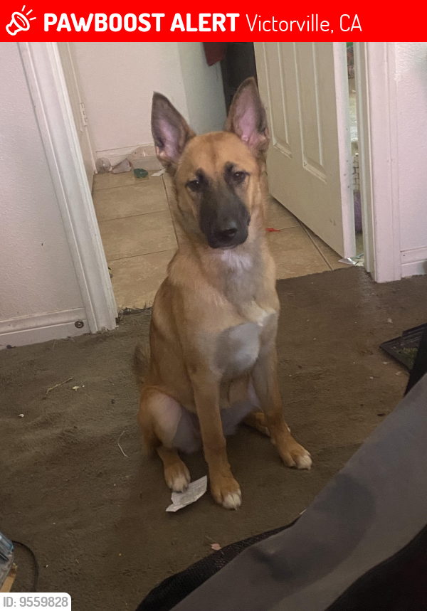 Victorville, CA Lost Female Dog, Honey Is Missing PawBoost