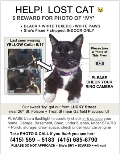Lost Female Cat last seen 26th, San Francisco, CA 94110