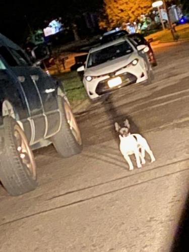 Found/Stray Unknown Dog last seen W. Pipeline Rd. and Bryan Dr. Bedford, Tx. Near Lama convenience store., Bedford, TX 76022