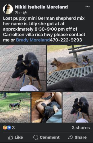 Lost Female Dog last seen Barnes Van Lines, Villa Rica, GA 30180