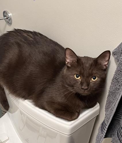 Lost Male Cat last seen Near Bowview Rd, running from the back yard to the alley , Calgary, AB T3B 2H5