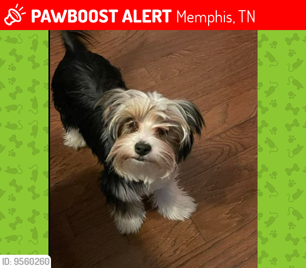 Lost Male Dog last seen New Brunswick and Ellis , Memphis, TN 38133