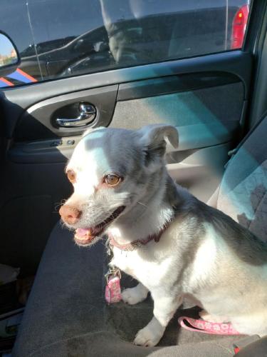 Lost Female Dog last seen University & Dobson, Mesa, AZ, Mesa, AZ 85201