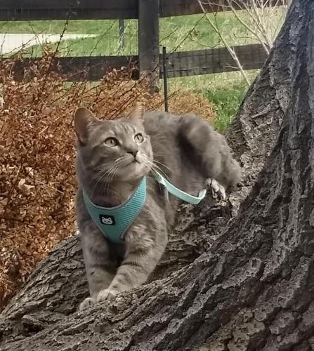 Lost Female Cat last seen Brookford Drive , Alpharetta, GA 30009