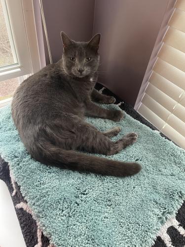 Lost Male Cat last seen Fox Chapel Drive and Hollingshed Road, Irmo, SC 29063