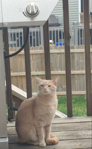 Lost Male Cat last seen 121st ave and orange street. Providence at Stonegate neighborhood , Winfield, IN 46307