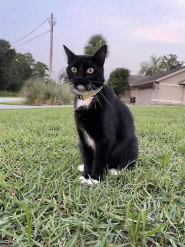 Lost Male Cat last seen Near Crystal River airport, Crystal River, FL 34429
