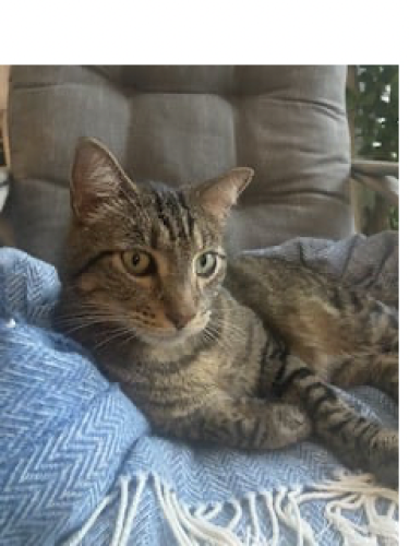 Lost Male Cat last seen S Fry Rd, Houston, TX 77094