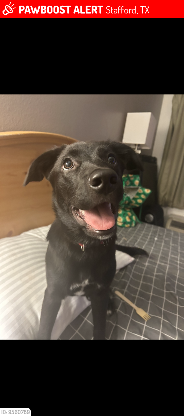Stafford, TX Lost Female Dog, Nika Is Missing PawBoost