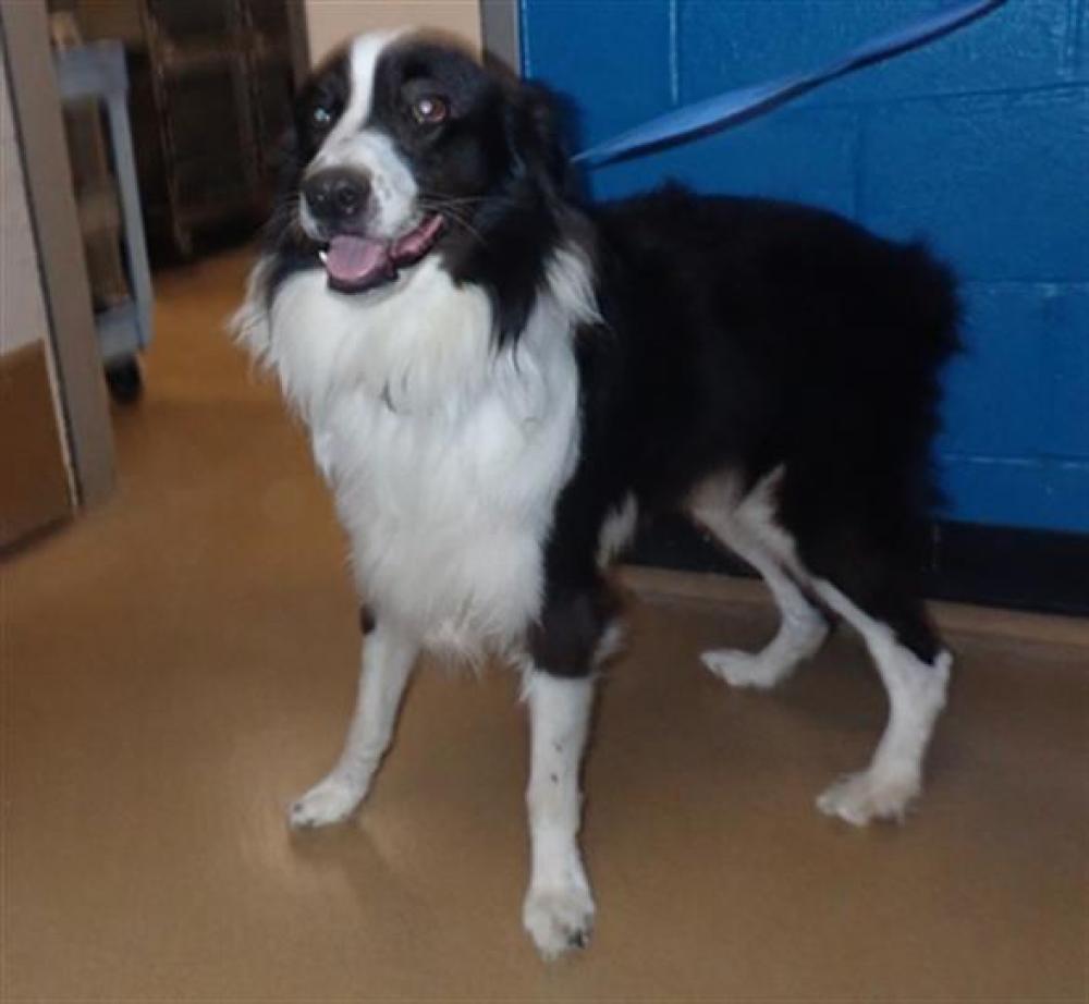 Shelter Stray Male Dog last seen ST PETERS, St. Peters, MO 63376